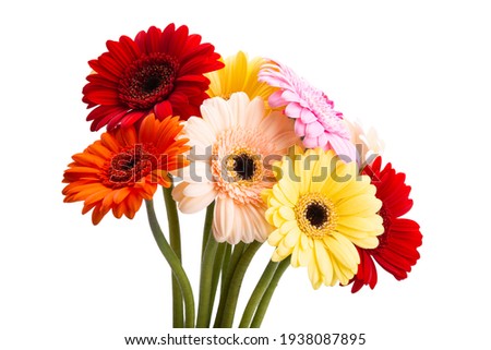 multicolored gerbera isolated on white background 
