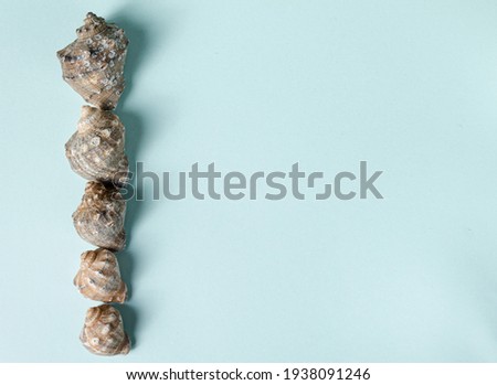 Seashells with sea salt particles on a turquoise background. Space for text