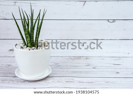 Sansevieria in ceramic pot.  White old wood background. 