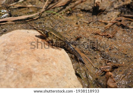 A tadpole evolving into a frog. Sunning on a rock showing it's long tail and slippery skin.