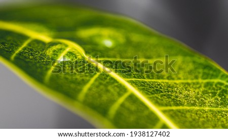 Mango leaf macro shot with a water drop selected focus