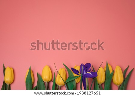 Flowers on the pink background, with free space for text. Yellow tulips.