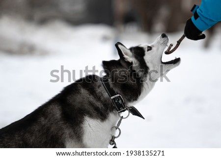 A dog of the Siberian Husky breed rushes onto a stick which is held by the hand of a man in a jacket. Games of a man with a dog. An active walk with your pet. Interaction of people with animals. 