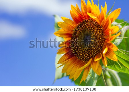 Sunflower against the blue sky on a sunny summer day. 