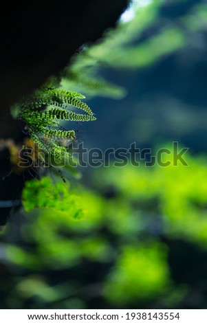 Ferns in Cubilla Cave in Castro Urdiales municipality of Eastern Coastal Mountain Range by the Cantabrian Sea of Cantabria Autonomous Community of Spain, Europe