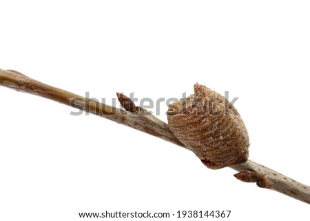 Close-up ootheca, formed by female praying mantis on an cherries branch. An ootheca is a type of egg mass made by mantises. Isolated on white background Royalty-Free Stock Photo #1938144367
