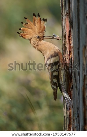 Hoopoe while feeding young in summer. Wild scene from a natural environment.
