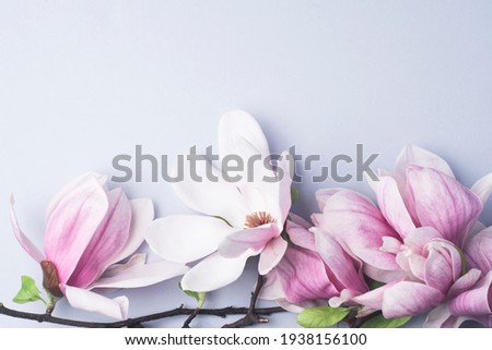 Magnolia springtime minimalistic still life. Beautiful pink magnolia flowers on the soft blue background, copy space. Wedding stationery mock-up scene