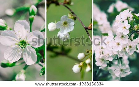 Set of mobile device, phone or smartphone wallpapers, spring seasonal floral background. Collection of three natural pictures with flowers and branches.
