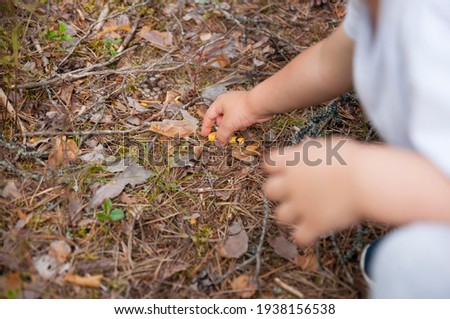 Hands of child picking up small chanterelle mushrooms in the forest