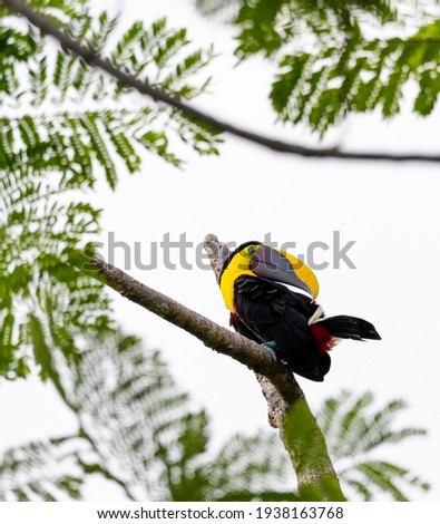 Chestnut-mandibled toucan species Swainson's toucan resting on a tree and cleans his plumage in its habitat, Costa Rica.