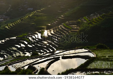 Terraced rice field in rice season in Sapa of Vietnam.