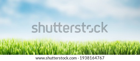 Spring or summer abstract nature background with grass and blue sky. Green grass banner. Selective focus. Copy space. Image of purity and freshness of nature,  ecology, fresh wallpaper 