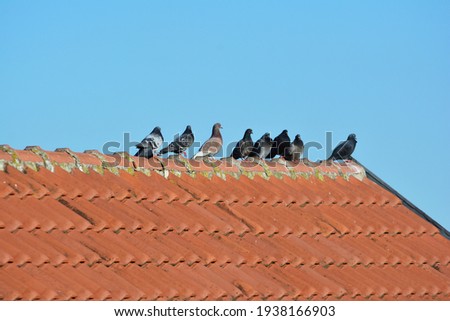 Eight feral pigeons on a red tiles roof with a blue sky in background Royalty-Free Stock Photo #1938166903
