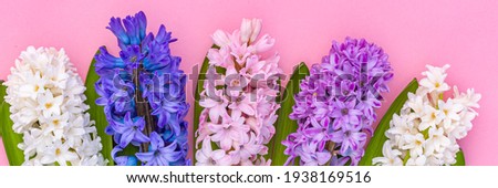 Banner. Colorful hyacinth flowers on pink background.  Close up. Spring hyacinths blossom. Multicolored blooms. Nature background with spring flowers. Happy Easter Card, Copy space. Text place