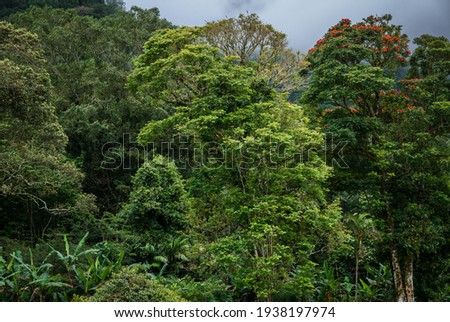 Forest tree, beautiful mountain environment with scenic morning light, calm and relaxing. Nature forest background, green colour. 