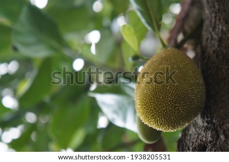 The jackfruit in the picture is from a different transition against the background of its leaves.