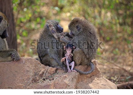 Baboon adults with a baby