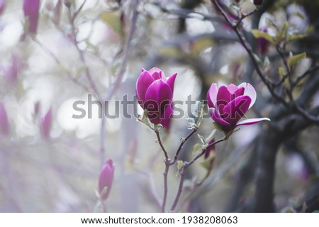 Pink magnolia flowers in backlight in the botanical garden