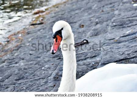 a close up picture of a white swan by a lake