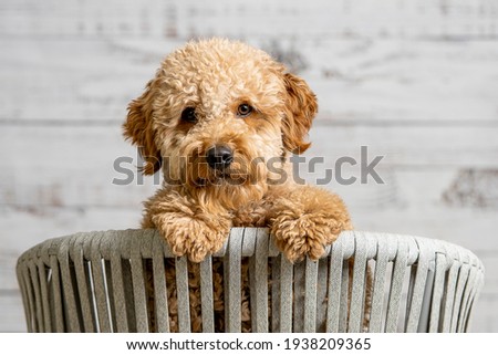 A mini golden doodle puppy looking to the camera (there is a video version) Royalty-Free Stock Photo #1938209365