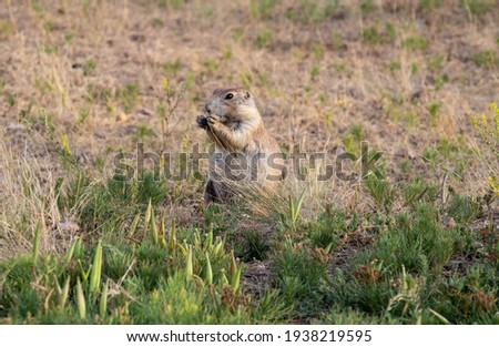 Prairie Dog Eating in the Grass