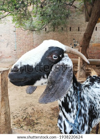 Beautiful picture of goat in village
