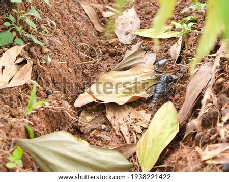 Scorpion at farm on the ground. Insect scorpion alive.