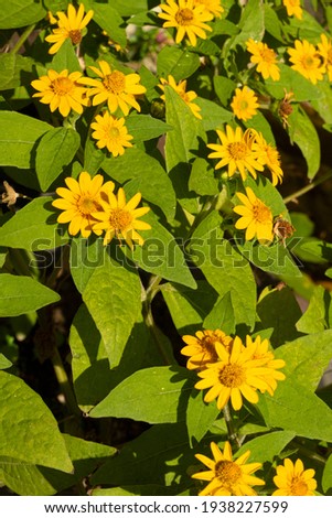 Photo of Yellow singapore daisy flower blooming in the morning with daylight use for background,wallpaper,poster,banner,website,card concept.