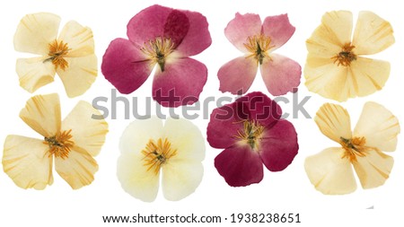 Pressed and dried delicate yellow flowers eschscholzia (eschscholzia Californica, California poppy). Isolated on white background. For use in scrapbooking, floristry or herbarium. Royalty-Free Stock Photo #1938238651