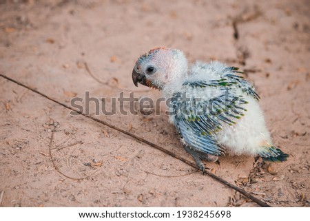 baby Sun conure of bird parrot