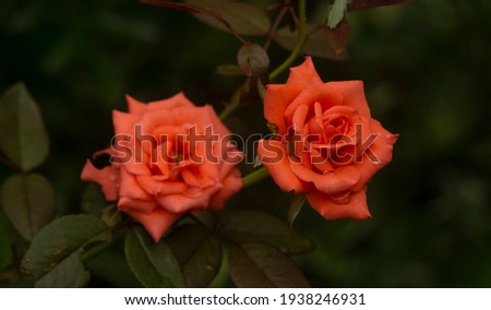 two orange roses with a leaf background