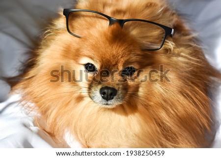 Adorable, cute pomeranian spitz dog with eyeglasses on head.