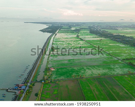 Drone shot of paddy fields scenery near the sea from high angle view which is located in Tanjung Piandang, Perak, Malaysia.