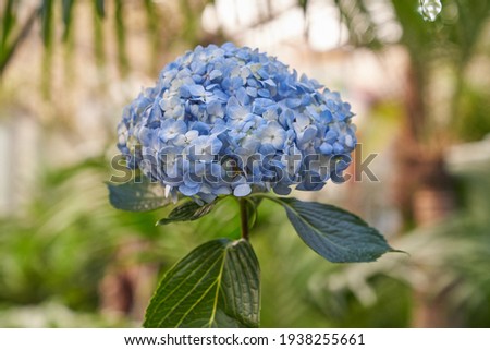 This is a picture of blue hydrangea in the garden.