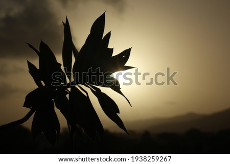 silhouette of leaves on a branch against the sunset