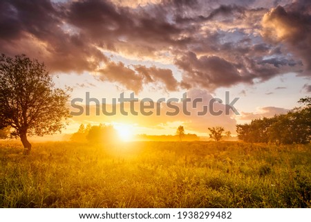 Sunrise on a field covered with wild flowers in summer season with fog and trees on a background in morning. Landscape.