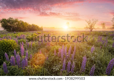 Sunrise on a field covered with flowering lupines in spring or early summer season with fog and cloudy sky in morning.  Royalty-Free Stock Photo #1938299503