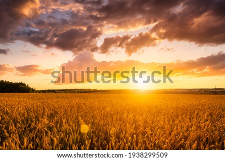 Sunset on the field with young rye or wheat in the summer with a cloudy sky background. Landscape. Royalty-Free Stock Photo #1938299509
