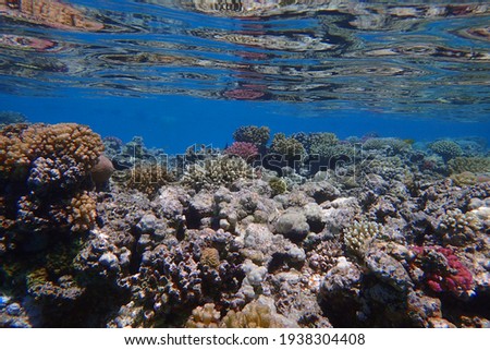 coral sea in the egypt as very nice background