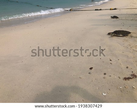 Sea turtle marching to sea. Little sea turtle on the sandy beach in morning time.