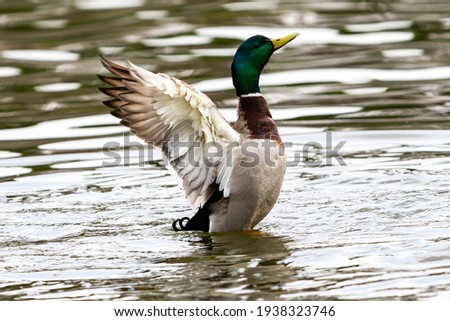 Duck with open wings on a pond. Duck flying over a pond. Duck with open wings. Wild duck. Wild Fauna Royalty-Free Stock Photo #1938323746