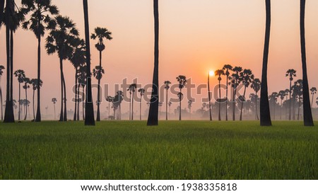 Beautiful picture of the palm trees and rice fields with the morning sun rise. Rice is an important agricultural product in Thailand.