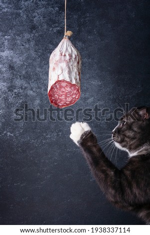 The black cat stretches out its paw to the hanging Salchichyon sausage.