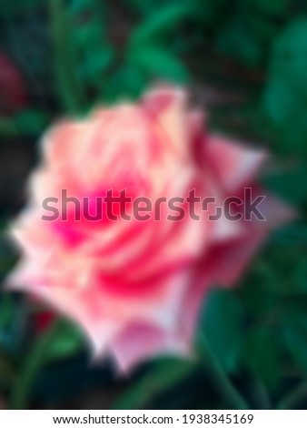 Defocused abstract background of pink rose