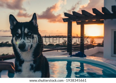 husky in the pool with sunset with beautiful eyes