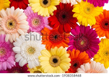multicolored gerbera isolated on white background 