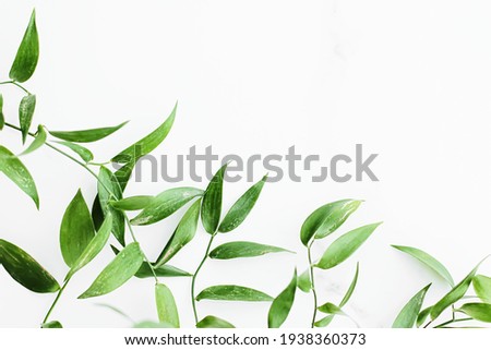 Green leaves on white background as botanical frame flatlay, eco design and spring nature flat lay concept Royalty-Free Stock Photo #1938360373