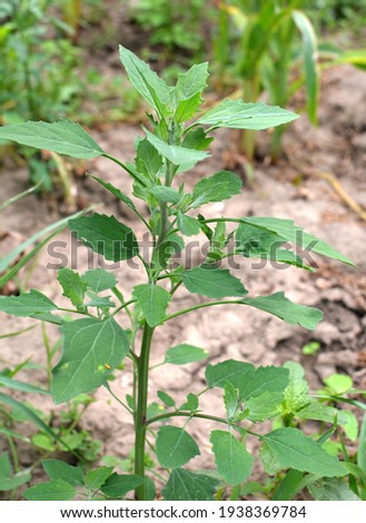 In nature, the field grows a orach (Chenopodium album)