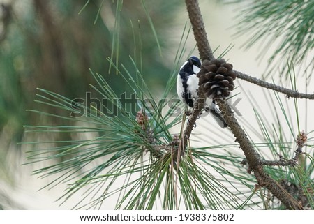 japanese tit is on the branch